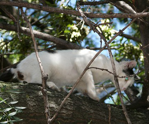 Bulgaria: Four-Month Old Kitten Saved for BGN 150 in Bulgaria's Shumen