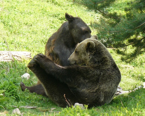 Bulgaria: Renowned Bulgarian, German Doctors Check Sheltered Bears