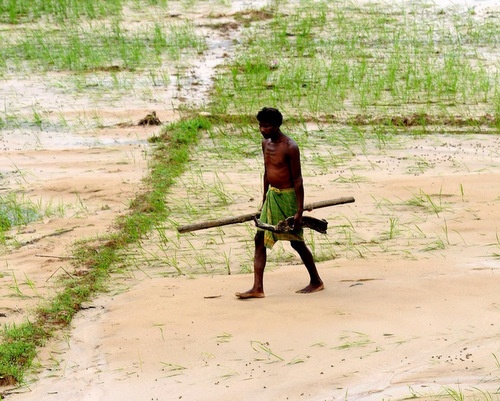 Bulgaria: World to Need 70% More Food in 2050: FAO