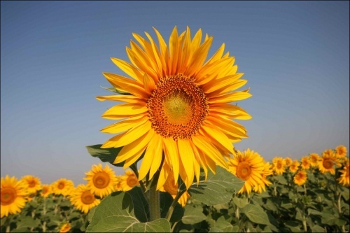 Bulgaria Gets Closer to Organic Farming: Bulgaria Gets Closer to Organic Farming