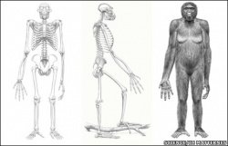 Scientists Describe Unknown Human Ancestor: Scientists Describe Unknown Human Ancestor