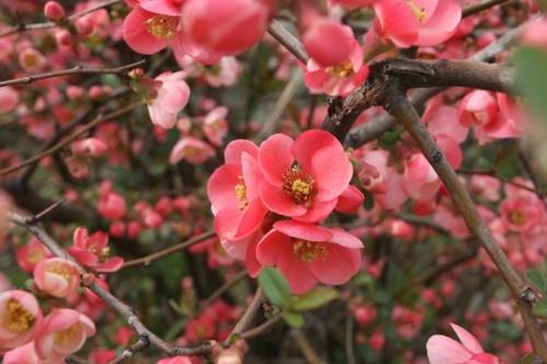 Bulgaria: Springtime in Bulgaria