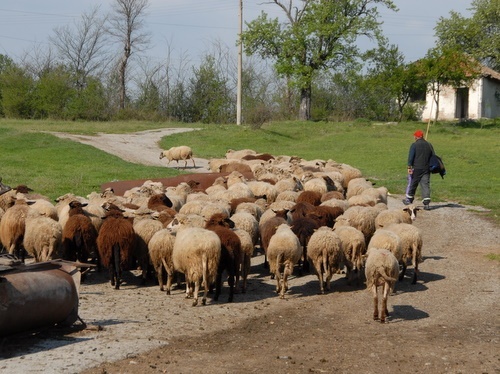 Bulgaria: Bulgaria Stock-breeding Sector Remains in Chaos