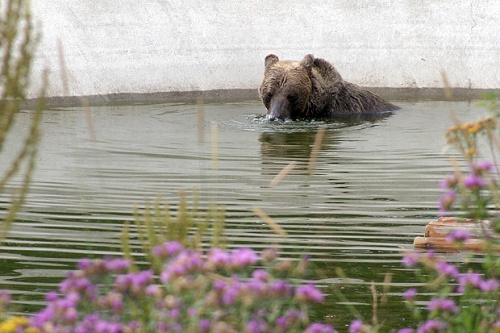 Bulgaria: Retired Dancing Bears Relax in Bulgarian Park