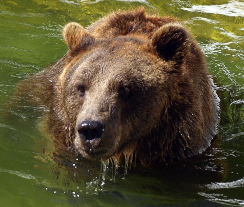 Bulgaria: Killer Bear Terrorizes Bulgarian Village