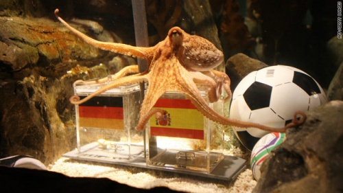 Bulgaria: Octopus: Spain to Beat Germany in Semifinal