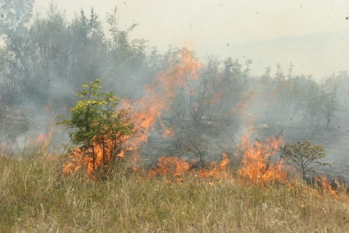 Bulgaria: Greece Releases Bulgarian Arsonists on Bail