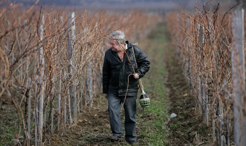 Bad Year Looms for Bulgarian Wine Producers: Bad Year Looms for Bulgarian Wine Producers