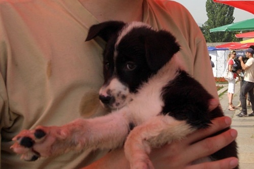 Reward Posted for Information in Bulgaria's Dog Shelter Cruelty Case: Reward Posted in Bulgaria's Dog Shelter Cruelty Case