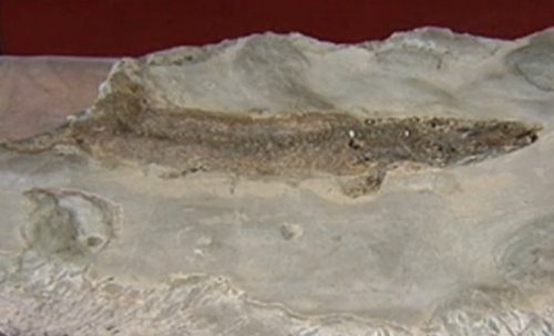 Bulgaria: Bulgaria Seeks Foreign Paleontologists over New Fossils