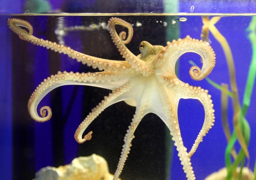 Bulgaria: Paul the Octopus' Successor Makes Public Debut