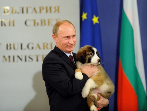 Putin's Bulgarian Puppy Might Be Named Balkan: Putin's Bulgarian Puppy Might Be Named Balkan