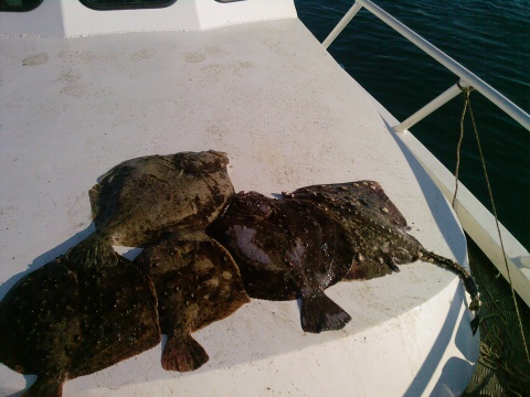 Bulgaria: Bulgaria to Launch Regional Black Sea Fisheries Body