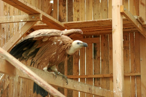 Bulgaria: Bulgarians Abduct Griffon Vulture for Ransom
