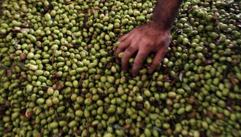 Bulgaria: Bulgaria's Import of Greek Olive Oil Grows Fourfold in 4 Years