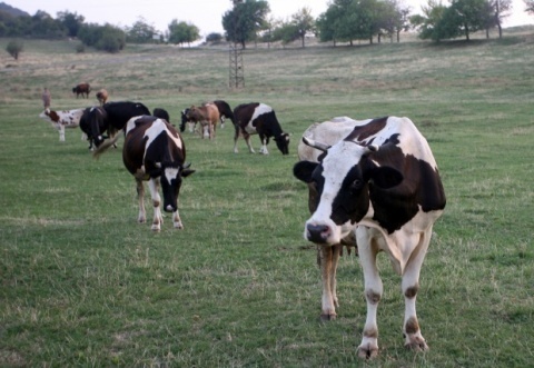 Bulgaria: Russia Bans Temporarily Animal Import from Bulgaria