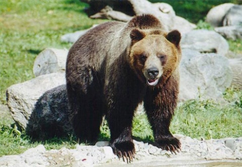 Bulgaria: Bulgaria to Hunt  Down 17 Brown Bears
