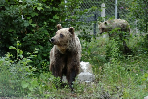 Bulgaria: Bulgaria's Govt to Tackle 'Brown Bear-Human' Conflict