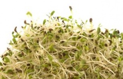 Bulgaria: Germany Bans Bean Sprouts Amid Deadly E. Coli Outbreak