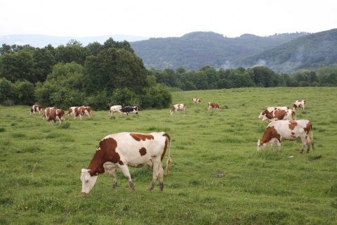 Bulgaria: Bulgaria's Meat, Milk Exports on the Rise