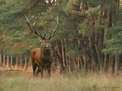 Bulgaria: Bulgaria Top Destination for Hunting Red Deer - Govt Agency