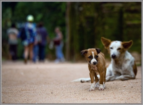 Bulgaria: Sri Lanka Ready to Kill 3 Million Stray Dogs