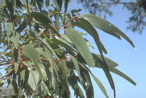 Bulgaria: Bulgarian, Albanian, Detained in Italy for Felling Eucalyptus Trees