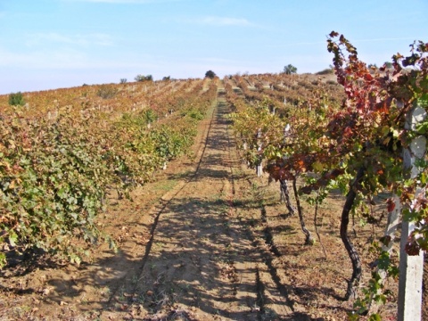 Bulgaria: Bulgaria Rises Against EU Vine Liberalization
