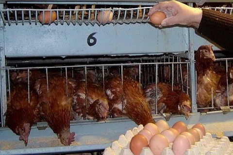 Bulgaria: Unhappy Hens Lay More EU Troubles for Bulgaria