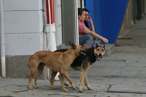 MEPs Call on Bulgarian PM to Ban Stray Dog Euthanasia: MEPs Call on Bulgarian PM to Ban Stray Dog Euthanasia