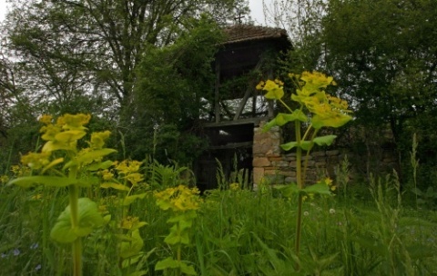 Midsummer Day Arrives in Bulgaria with Magic Herbs: Midsummer Day Arrives in Bulgaria with Magic Herbs