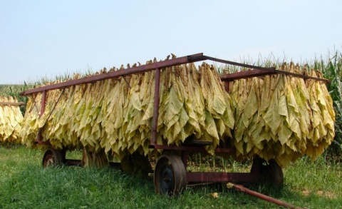 Tobacco Growers Rally in Sofia against New Legislation: Tobacco Growers Rally in Sofia against New Legislation