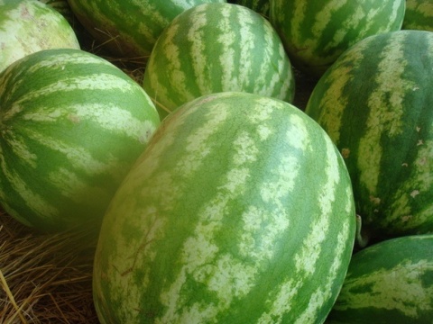 Bulgaria: Bulgarian Man Curiously Steals 1 Tonne of Watermelons