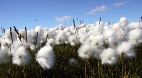 Bulgaria: Bulgarian Cotton Producers to Apply for 'De Minimis' Aid