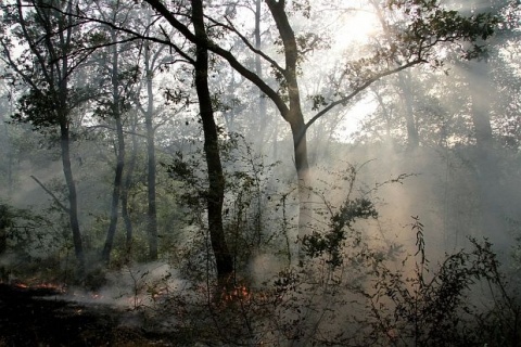Huge Wildfire in Southern Bulgaria Reported Tamed: Huge Wildfire in Southern Bulgaria Reported Tamed