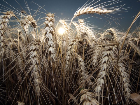 Bulgaria: 50 Countries Register for World Half Marathon Championship in Bulgaria