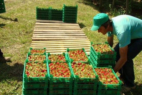 Bulgaria: Bulgarian Organic Farmers Seek More Money for Sustainable Agriculture