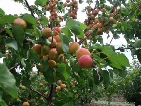 Bulgaria: Bulgaria Last in EU by Production, Consumption of Organic Foods