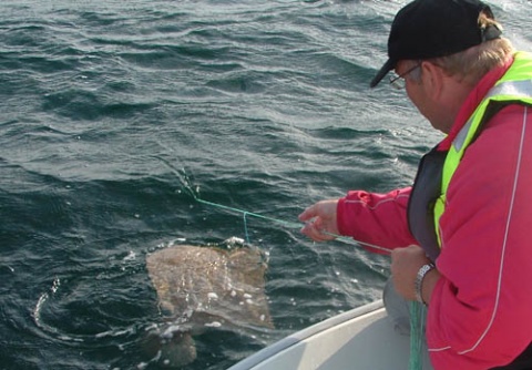 Bulgaria: Bulgaria to Keep Its EU Turbot Quota