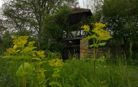 Bulgaria: Midsummer Day Arrives in Bulgaria with Magic Herbs