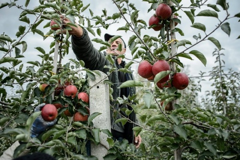 Bulgaria: Orchard Area in Bulgaria Down 18% Y/Y in 2012