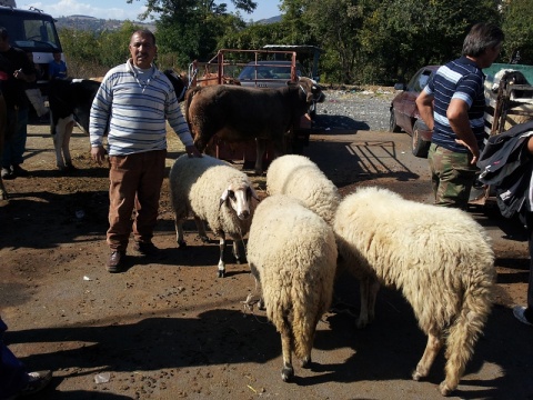 Bulgaria: Bulgarian Stock Breeders Mull Highway Blockade