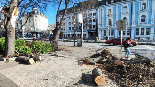 Bulgaria: Bulgaria: Strong Wind Knocked Down Trees in Varna