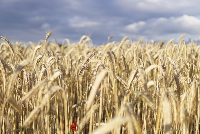 Bulgaria: The EU criticized the Bans on Imports of Ukrainian Grain