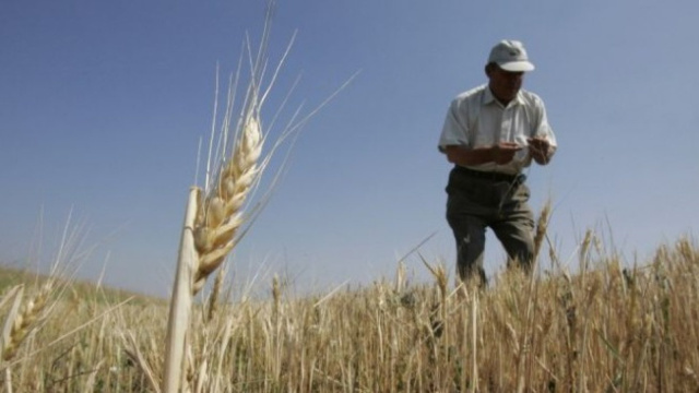 Bulgaria: Bulgarian Grain Producer: The Problem is Not the Ukrainians but our Traders