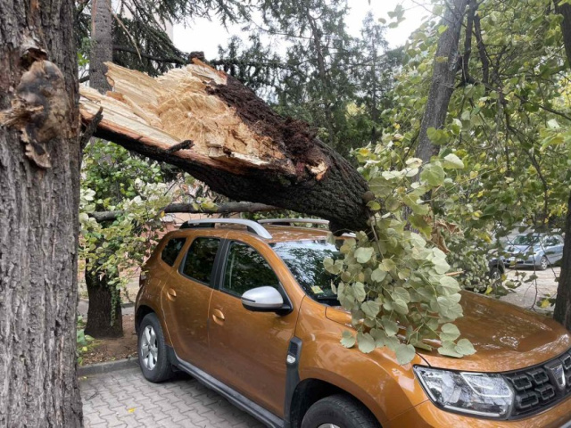 Bulgaria: Broken Trees and Crushed Cars due to Strong Winds in Bulgaria