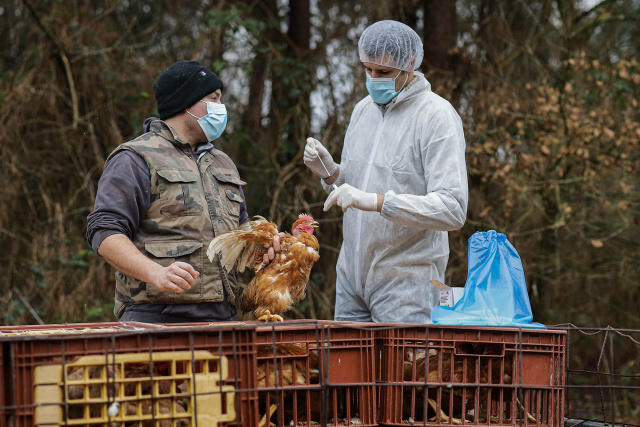 Bulgaria: EU Warns of Potential Bird Flu Pandemic
