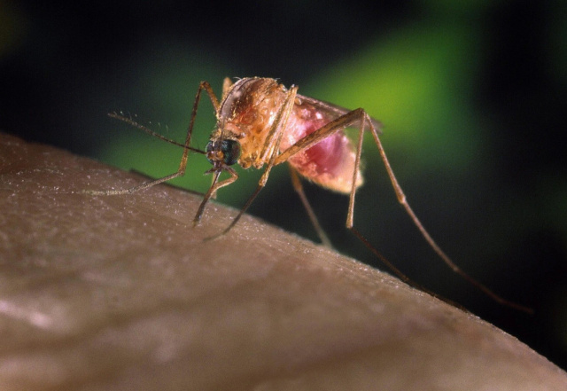 Bulgaria: Expert Reassures: No Risk of West Nile Fever Epidemic in Bulgaria