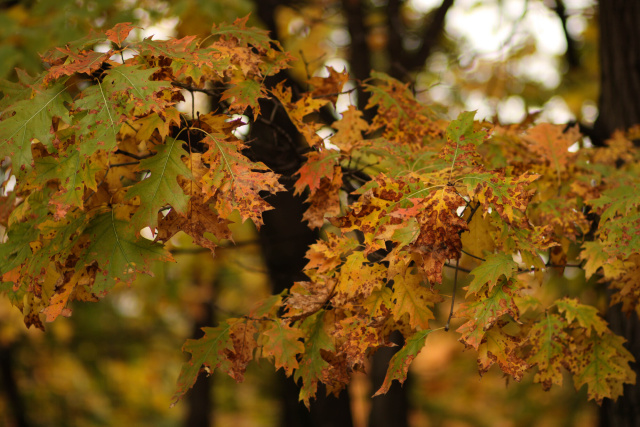 Bulgaria: September 22 Marks the Start of Autumn in 2024