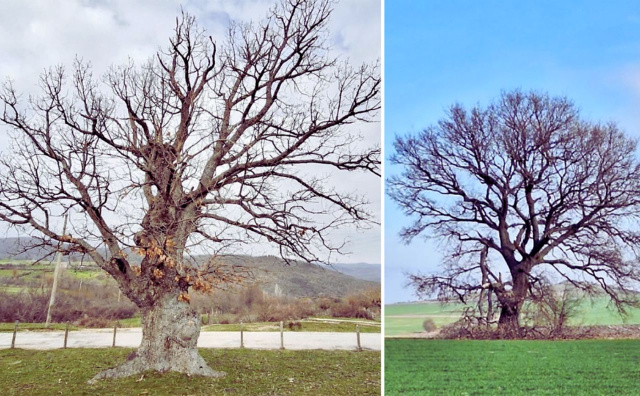 Bulgaria: Bulgaria Protects Two 300-Year-Old Oaks, Expanding Nation’s Ancient Tree Registry